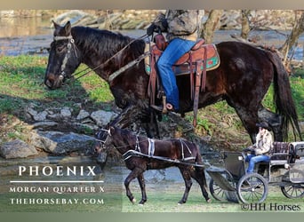 American Morgan Horse, Wallach, 7 Jahre, 157 cm, Dunkelbrauner, in Hillsboro, KY