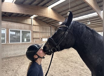 Hannoveraner, Wallach, 5 Jahre, 170 cm, Rappe, in Fleckeby