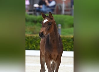 Trakehner, Hengst, Fohlen (03/2024), Brauner, in Schwanewede,