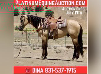 American Quarter Horse, Wallach, 5 Jahre, 160 cm, Buckskin, in Paicines CA