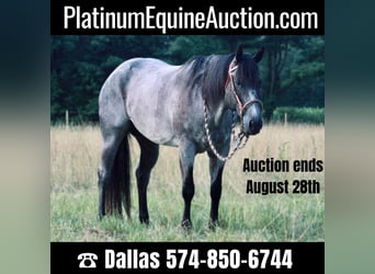 American Quarter Horse, Ruin, 13 Jaar, 152 cm, Roan-Blue, in North Judson IN,