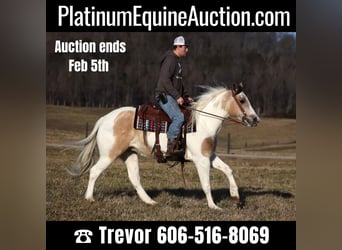 American Quarter Horse, Gelding, 5 years, 15 hh, Tobiano-all-colors, in Whitley City Ky,