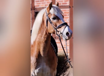 Haflinger, Caballo castrado, 16 años, 148 cm, Palomino, in Warendorf,