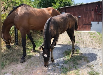 Holstein, Stallion, 2 years, in Suhl,
