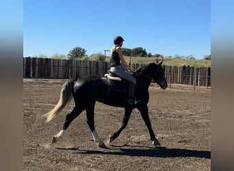 American Quarter Horse, Wałach, 4 lat, Siwa, in Jacksboro TX