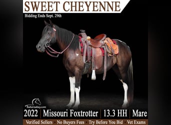 Sweet Cheyenne