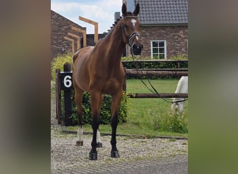 Westfale, Wallach, 11 Jahre, 176 cm, Brauner, in Someren