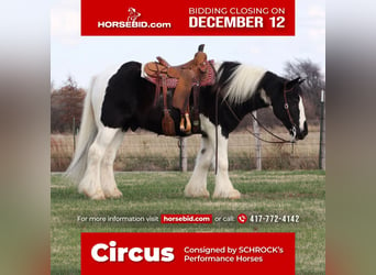 Gypsy Horse, Gelding, 6 years, 14.3 hh, in Purdy, MO,
