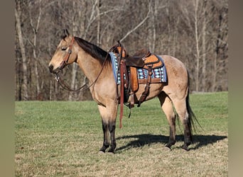 American Quarter Horse, Gelding, 12 years, 14.3 hh, Buckskin, in Mount Vernon,