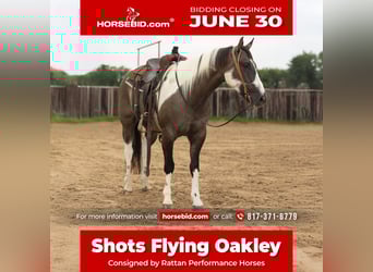 Paint Horse, Wallach, 4 Jahre, 150 cm, Grullo, in Weatherford, TX