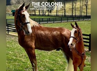 Tennessee walking horse, Caballo castrado, 4 años, 152 cm, Alazán-tostado, in Kingston, TN