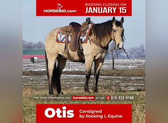 Quarter horse américain, Hongre, 13 Ans, 155 cm, Buckskin, in Joy, IL,