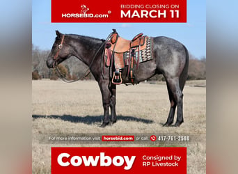 Quarter horse américain, Hongre, 2 Ans, 150 cm, Rouan Bleu, in Buffalo, MO,