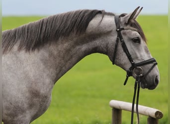 Andalusian, Gelding, 3 years, 16 hh, Gray, in Schwäbisch Gmünd,