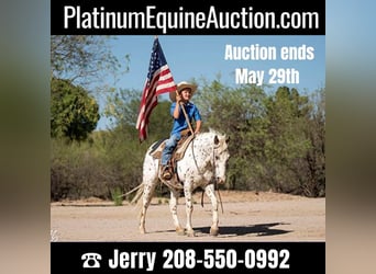 Quarter horse américain, Hongre, 12 Ans, 130 cm, Rouan Rouge, in Wickenburg, AZ,