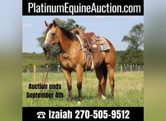 American Quarter Horse, Gelding, 7 years, 14.3 hh, Buckskin, in Sonora,