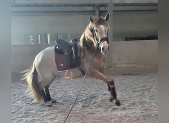 Sueno del  caballo de oro