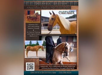 PRE, Caballo castrado, 5 años, Palomino, in Madison, GA