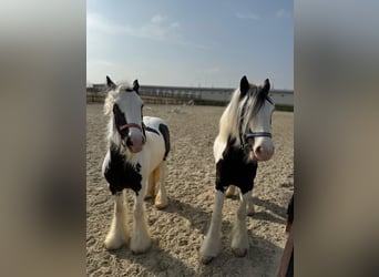 Gypsy Horse, Mare, 4 years, 14.2 hh, White, in Constanta,