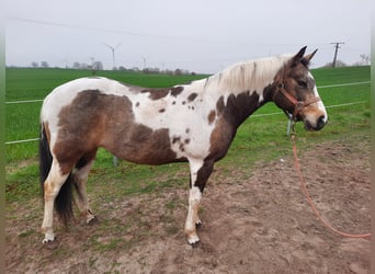 Paint Horse, Stute, 11 Jahre, 150 cm, Buckskin, in Marlow,