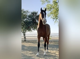 PRE, Stallion, 3 years, 16 hh, Brown, in MORON DE LA FRONTERA,