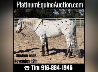 Quarter horse américain, Hongre, 9 Ans, 150 cm, Blanc, in Lincoln CA,