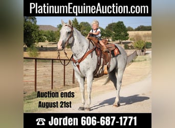 Quarter horse américain, Hongre, 12 Ans, Gris, in cleburne TX,