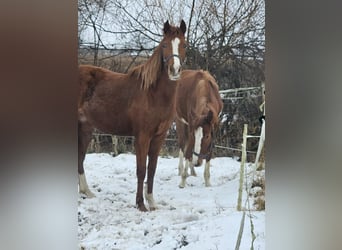 Deutsches Reitpony, Stute, 2 Jahre, Fuchs, in Quedlinburg