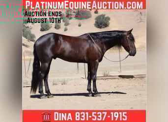 American Quarter Horse, Wallach, 6 Jahre, 155 cm, Rappe, in Paicines, CA