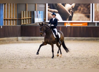 Oldenburger, Merrie, 13 Jaar, 167 cm, Donkerbruin, in Vlaardingen