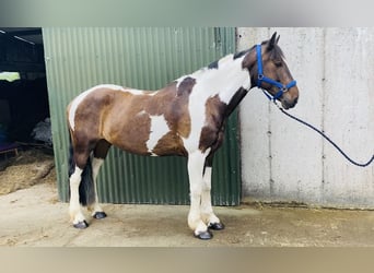 Cob, Castrone, 7 Anni, 158 cm, Pezzato, in Sligo
