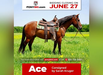 Quarter pony, Hongre, 8 Ans, Bai cerise, in Valley Springs, SD,