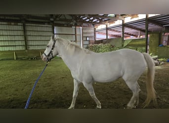 Appaloosa, Mare, 16 years, 14.2 hh, White, in Vancouver