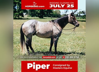 Quarter horse américain Croisé, Hongre, 6 Ans, 152 cm, Rouan Bleu, in Dalton, OH,
