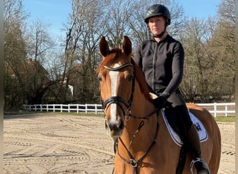 Westphalian, Gelding, 6 years, Chestnut-Red, in Verden (Aller)