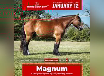 Draft Horse Mix, Gelding, 5 years, 16,2 hh, Bay, in Battle Creek