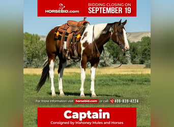 Paint Horse, Caballo castrado, 7 años, 160 cm, in Bridger, MT,