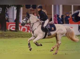 Springpony-, Pferd gesucht