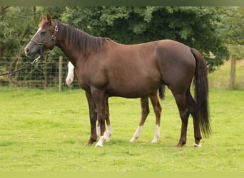 American Quarter Horse, Mare, 14 years, 14.1 hh, Chestnut, in Brecon
