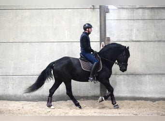 PRE Mix, Stallion, 12 years, 15.3 hh, Black, in Courrière,