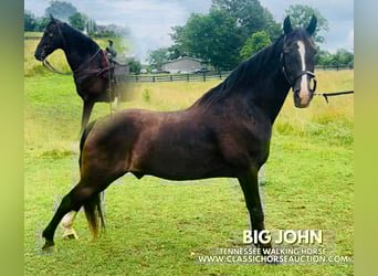 Tennessee Walking Horse, Wallach, 4 Jahre, 152 cm, Rappe, in Tompkinsville, KY