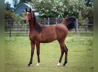 Vollblutaraber, Wallach, 1 Jahr, 158 cm, Dunkelbrauner, in Pastetten