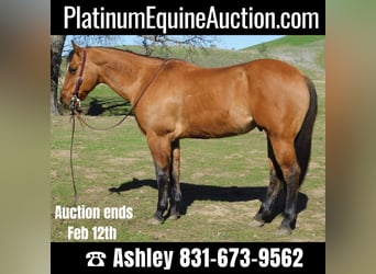 Quarter horse américain, Hongre, 12 Ans, 152 cm, Isabelle, in King CIty KA,