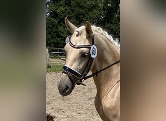 Poni alemán, Yegua, 6 años, 146 cm, Palomino, in Achim