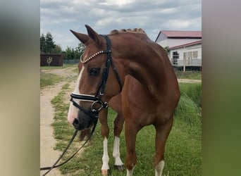 German Sport Horse, Gelding, 10 years, 16 hh, Chestnut-Red, in Rochau,