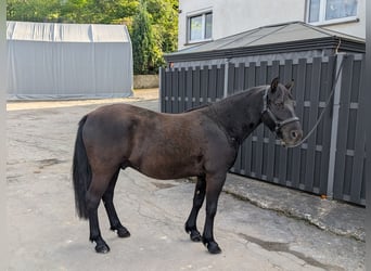 Huzule, Wallach, 5 Jahre, 143 cm, Rappe, in Morsbach