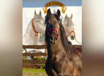PRE, Stallion, 4 years, 15.2 hh, Can be white, in Polenz,