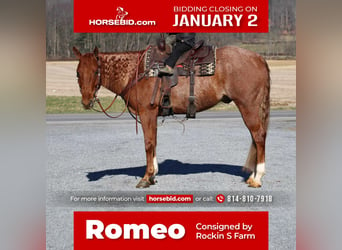 Quarter horse américain, Hongre, 9 Ans, 157 cm, Rouan Rouge, in Rebersburg,