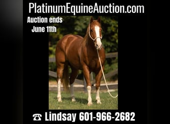 American Quarter Horse, Gelding, 9 years, Roan-Red, in Bovina MS,