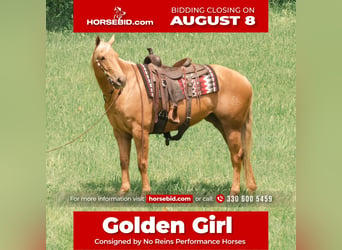 American Quarter Horse, Mare, 6 years, Palomino, in Fredericksburg, OH,